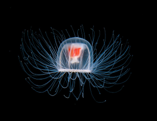 Illustration for article titled Could this "immortal" jellyfish unlock the secret to human life extension?